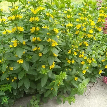 Sandra Obkircher * Sankt Veit in Defereggen