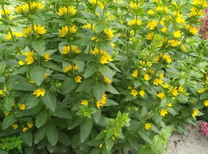 Sandra Obkircher * Sankt Veit in Defereggen